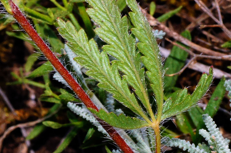 Potentilla recta
